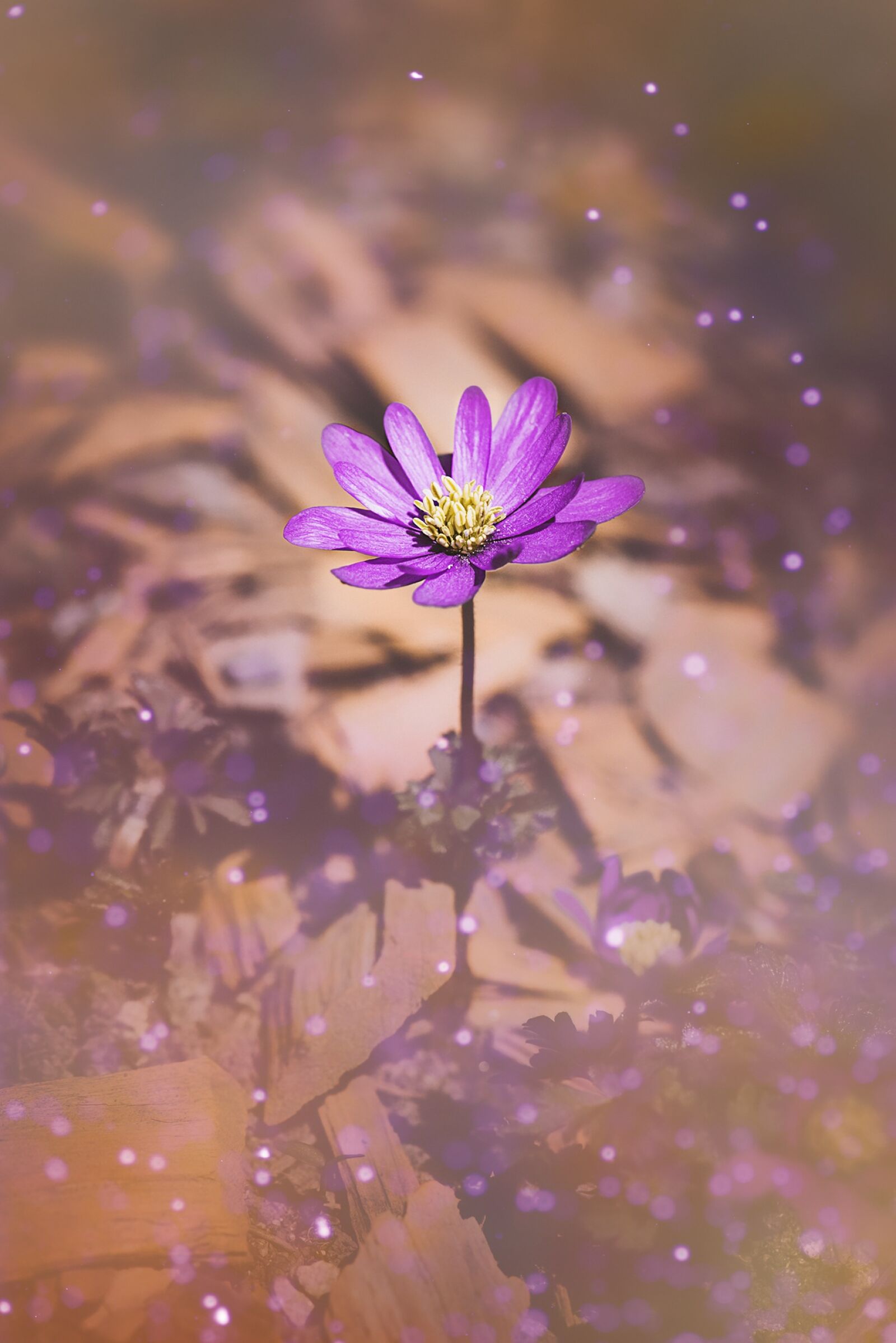 Nikon D750 sample photo. Balkan anemone, anemone, close photography