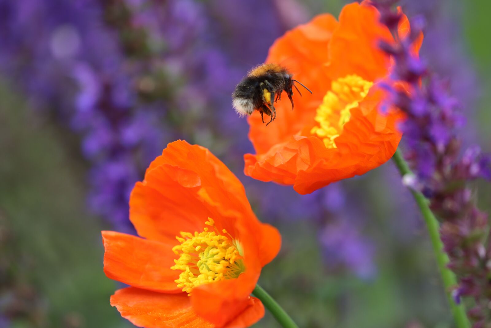 Canon EOS 90D sample photo. Poppy, hummel, blossom photography