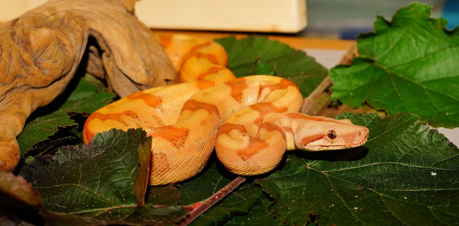 Sony a99 II sample photo. Snake, boa constrictor imperator photography