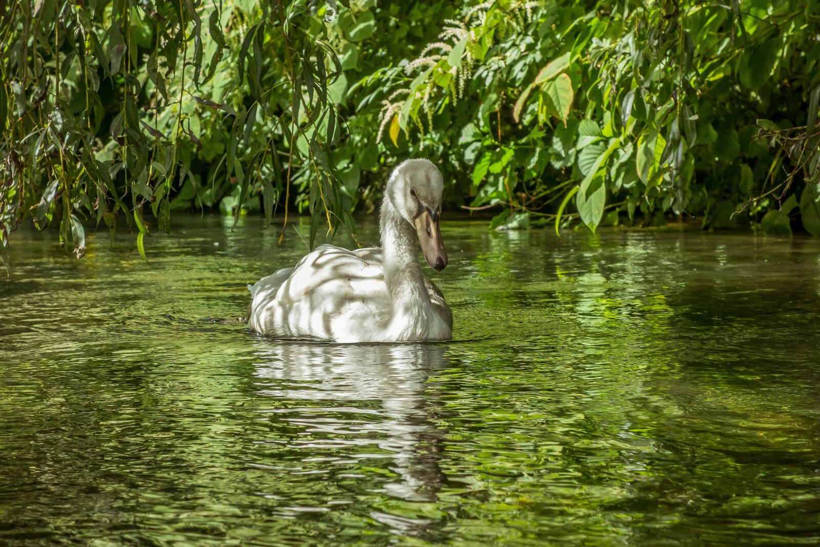 Sony Cyber-shot DSC-RX100 sample photo. Swan, bird, white photography