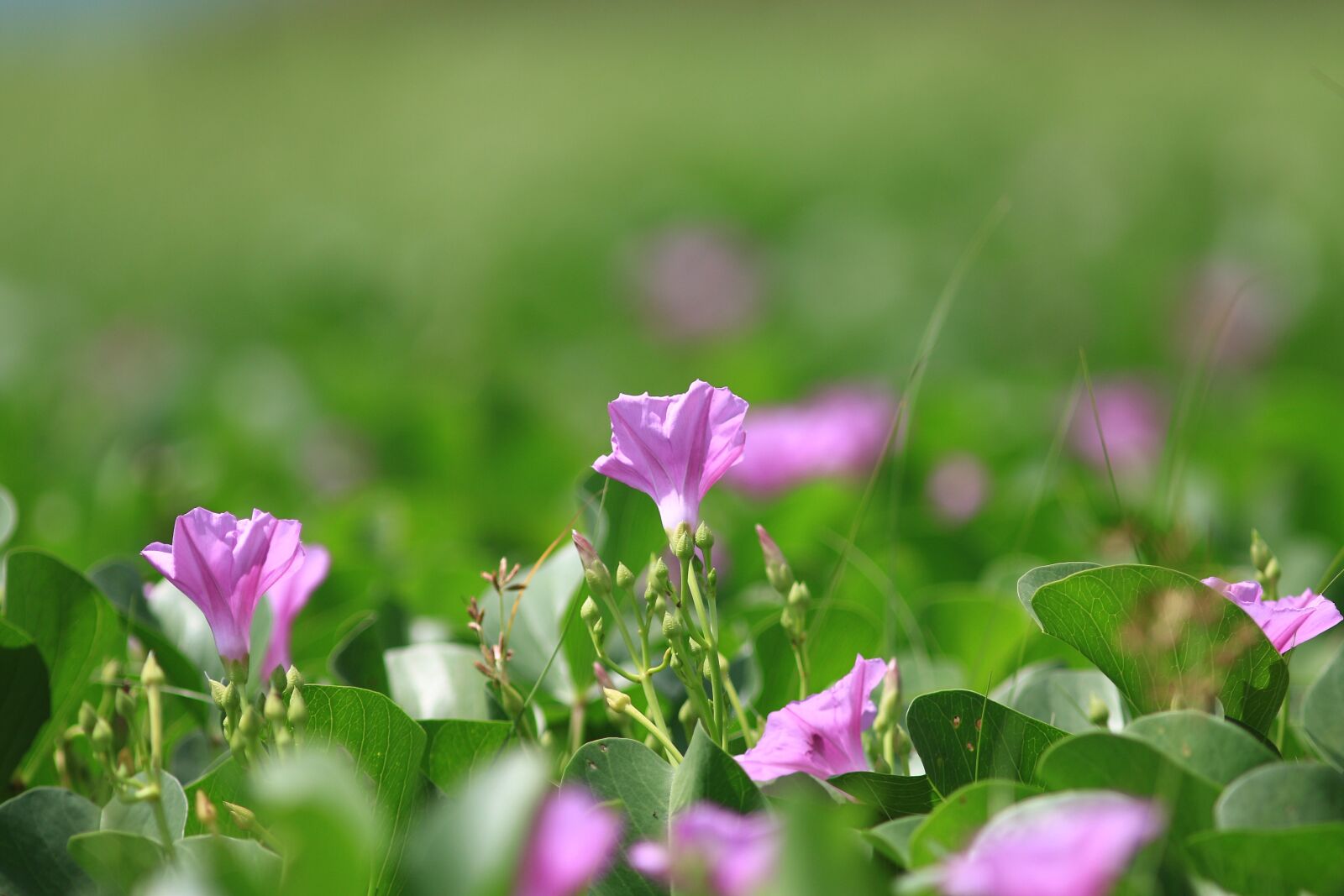 Canon EOS 70D + Canon EF 300mm F4L IS USM sample photo. Flowers, flower, blossoming photography
