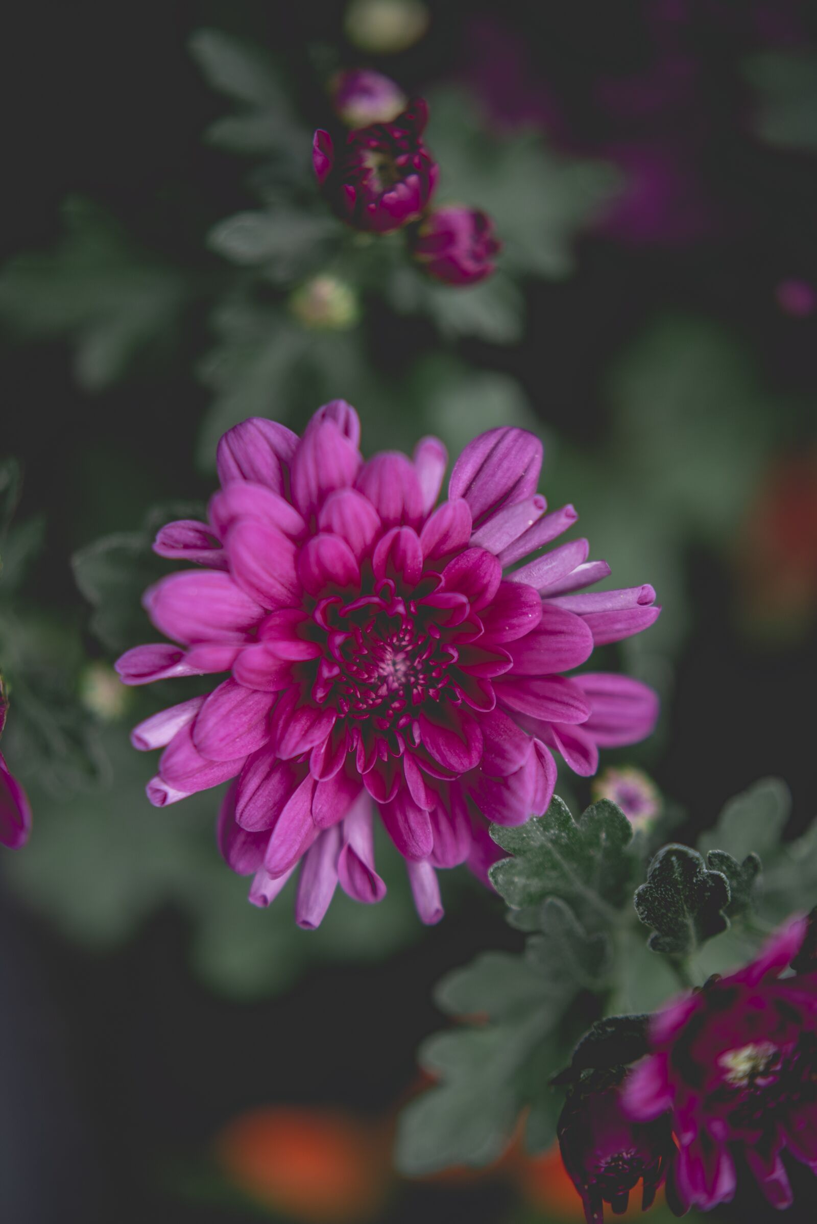 Nikon D750 sample photo. Nature, plants, relax photography