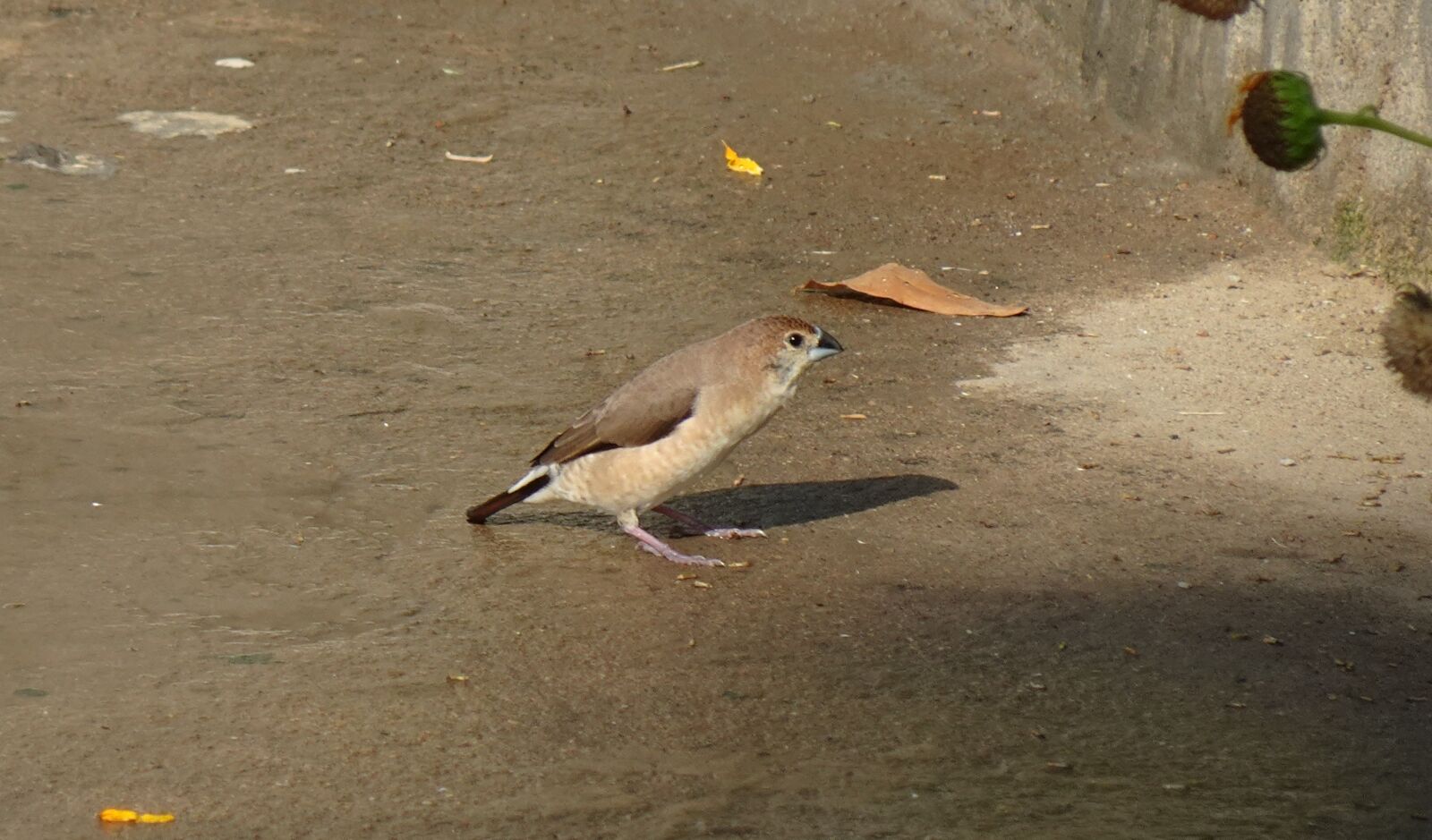 Sony DSC-WX800 sample photo. Bird, indian silverbill, white-throated photography
