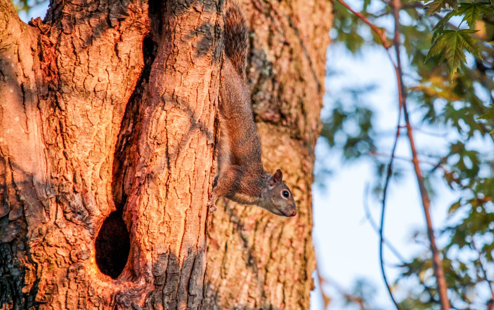 Canon EOS 700D (EOS Rebel T5i / EOS Kiss X7i) sample photo. Nature, tree, wood photography