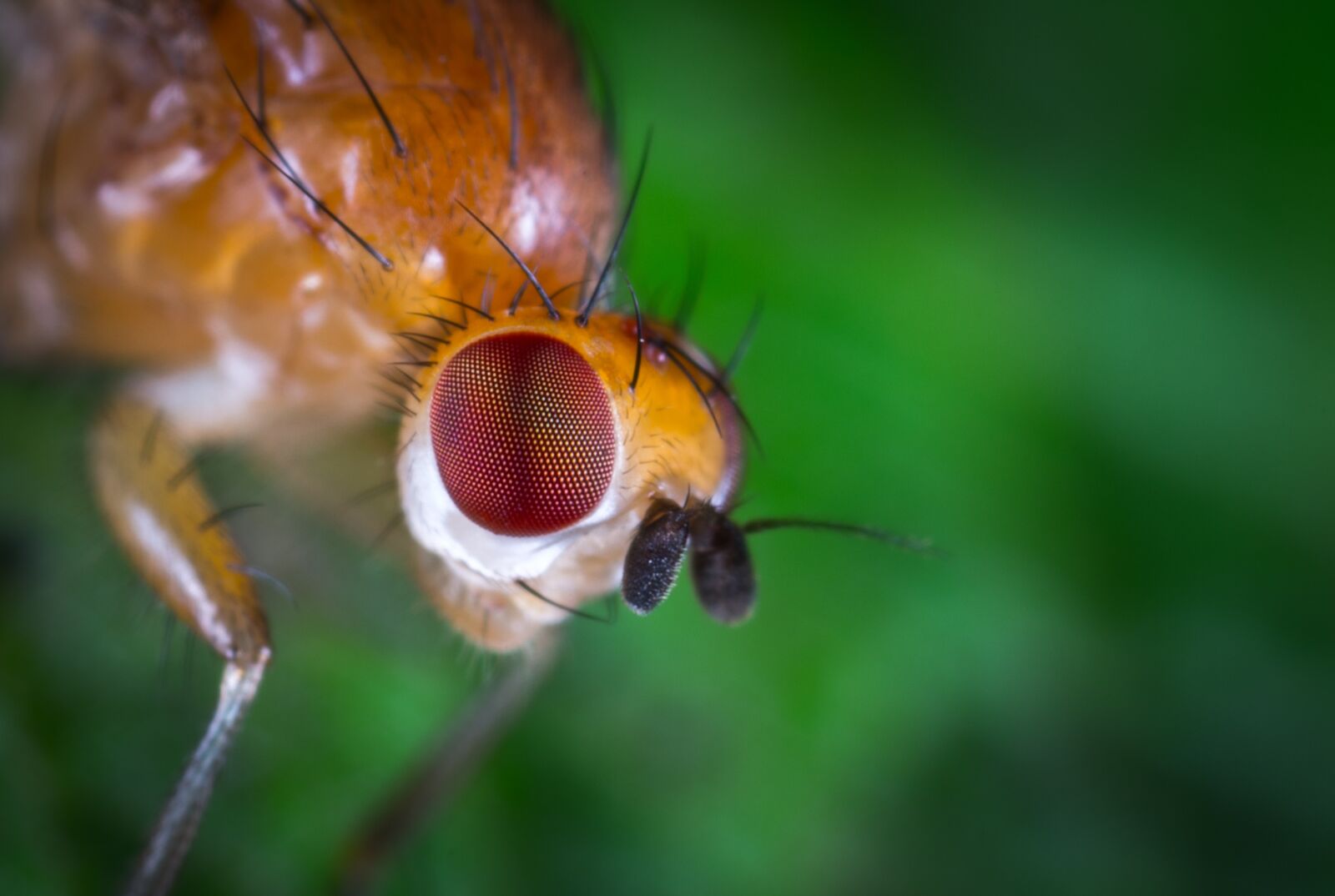 #124 65/2.8 sample photo. Insect, macro, portrait photography