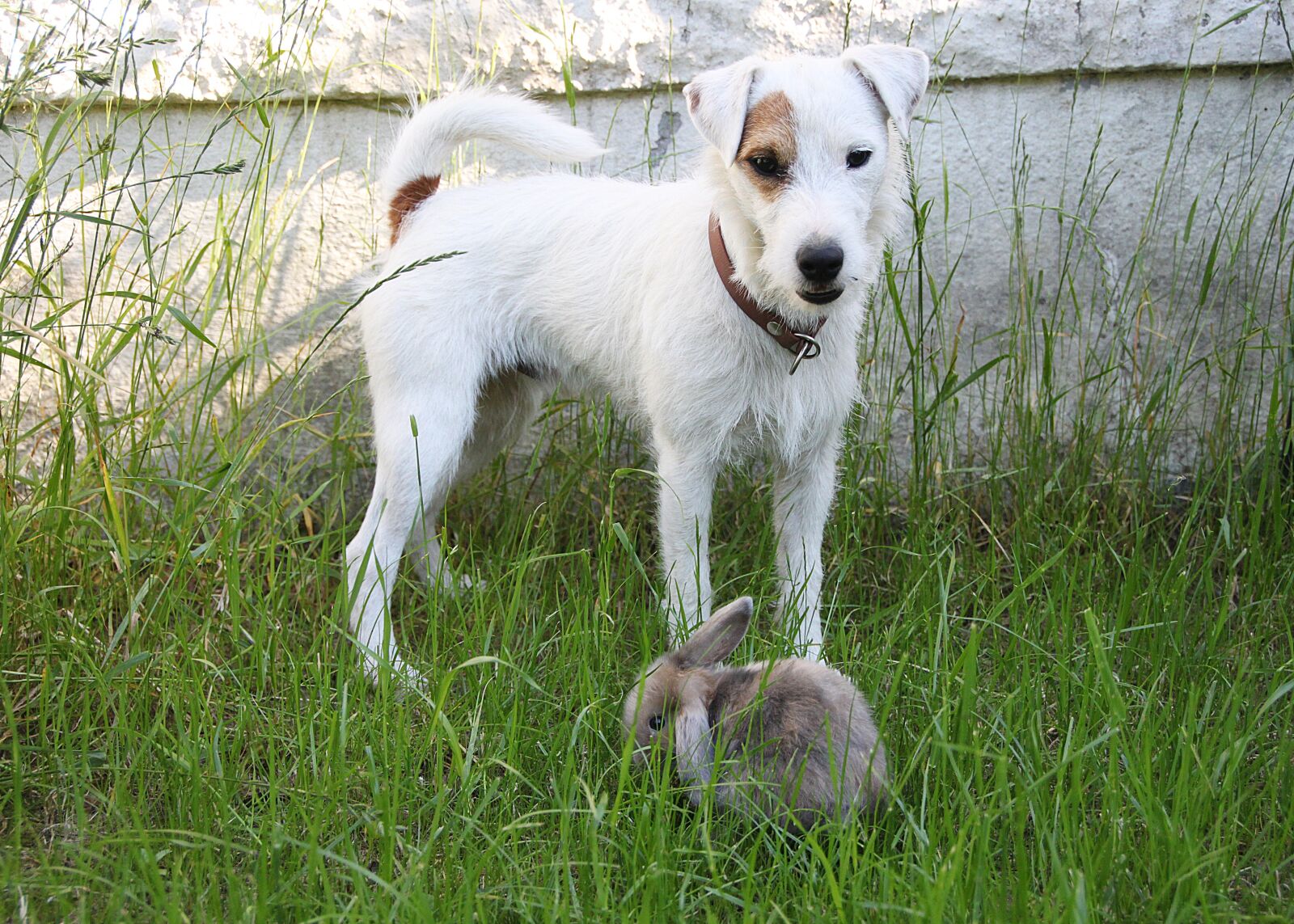 Canon EOS 500D (EOS Rebel T1i / EOS Kiss X3) sample photo. Parson russell terrier, dog photography