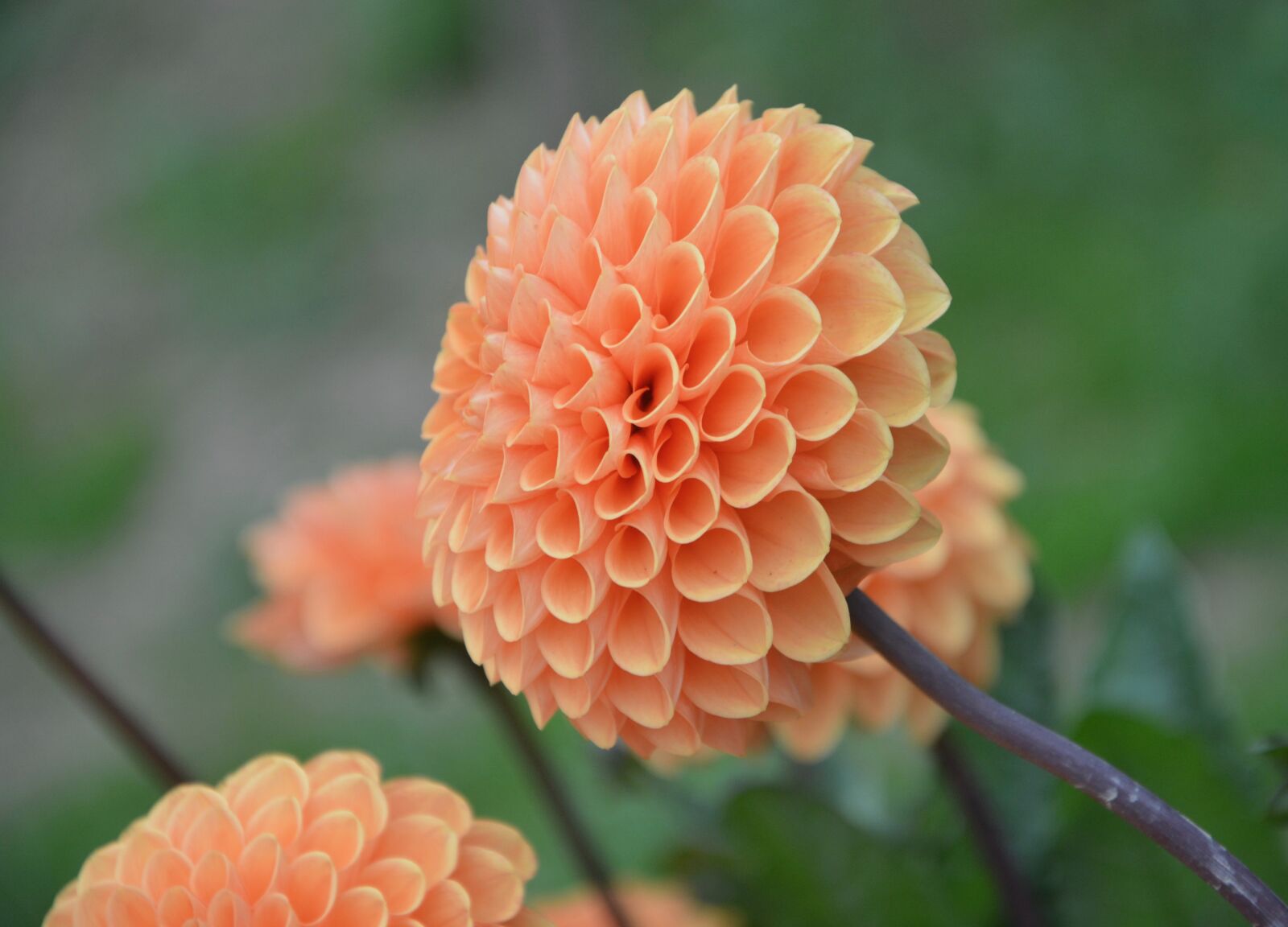 Nikon D5200 sample photo. Flower, petals, garden photography