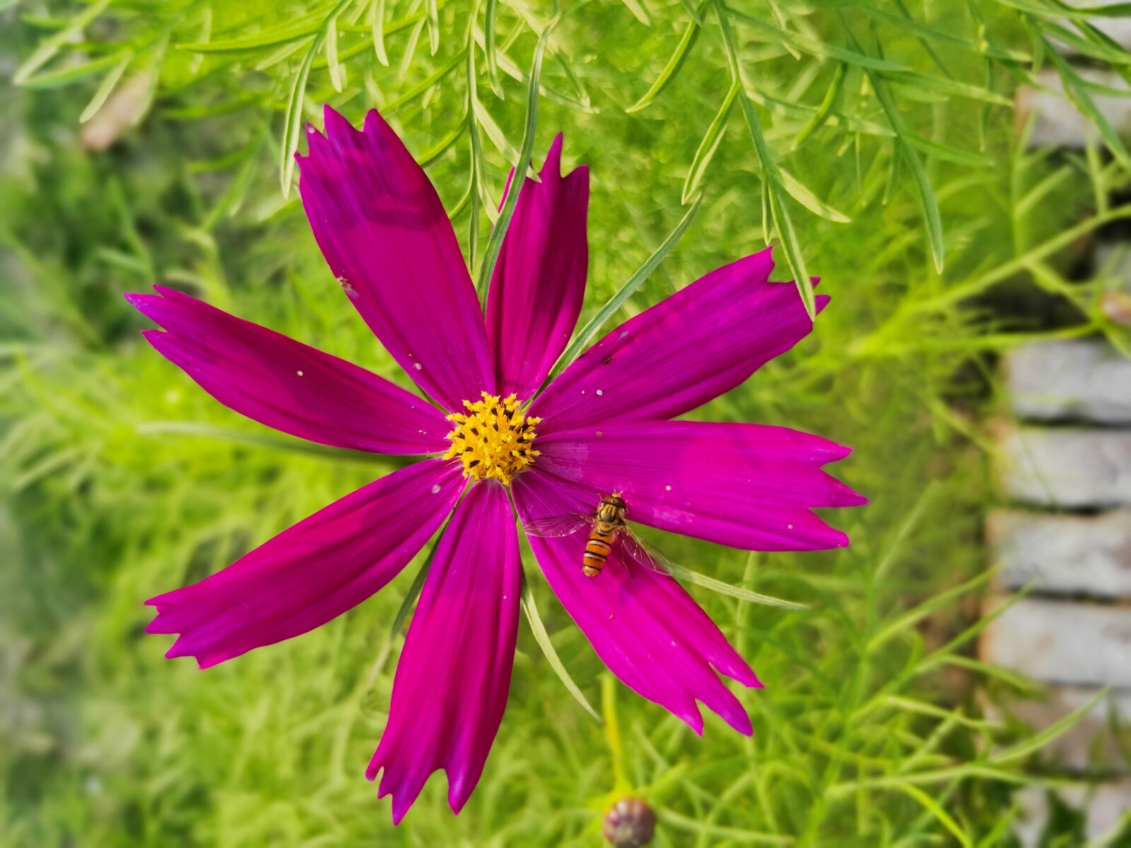 Realme 3 PRO sample photo. Spring, flower, branch photography