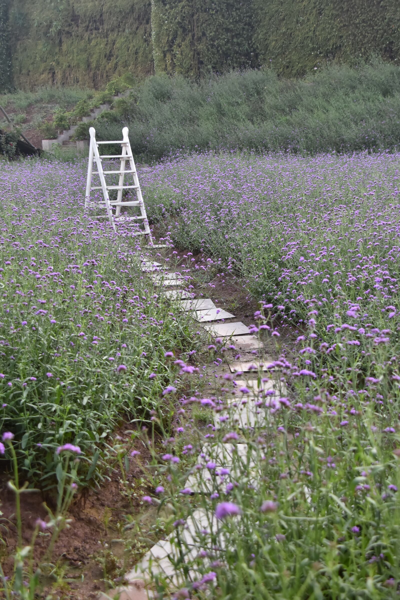Nikon D7200 sample photo. Field of flowers, ladder photography