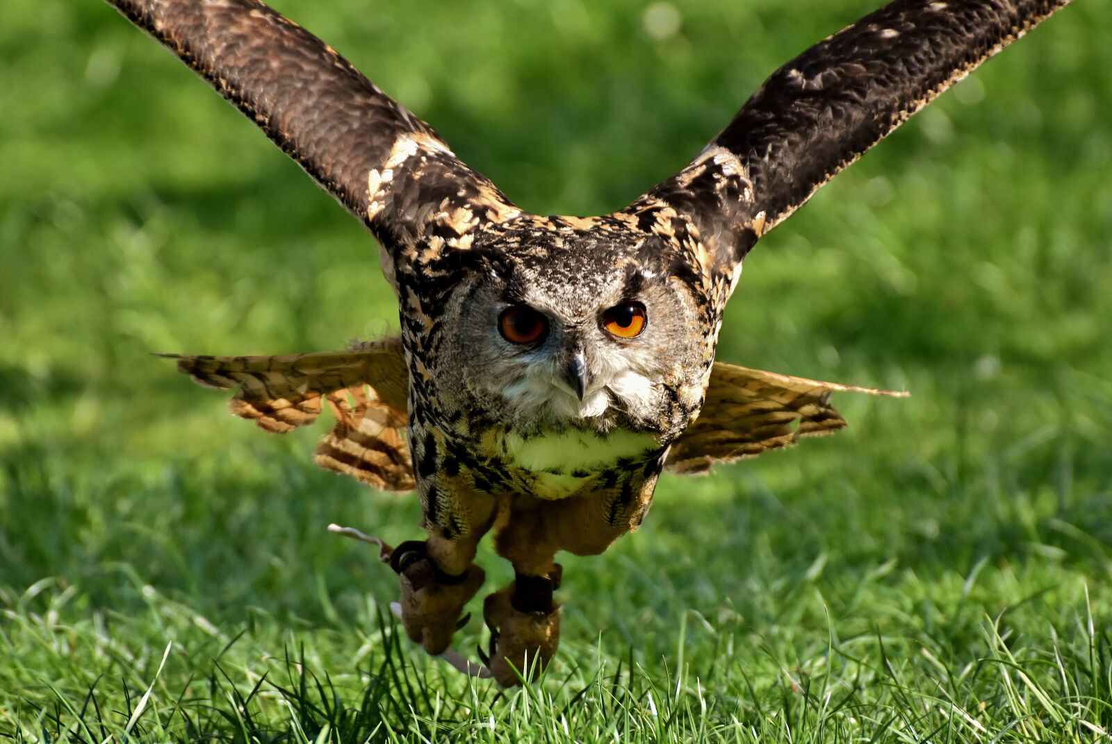 Nikon D7200 sample photo. Owl, bird, feather photography
