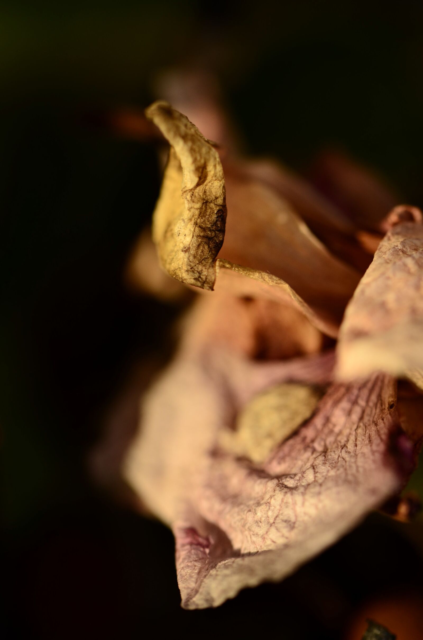 Nikon D5100 sample photo. No person, nature, food photography