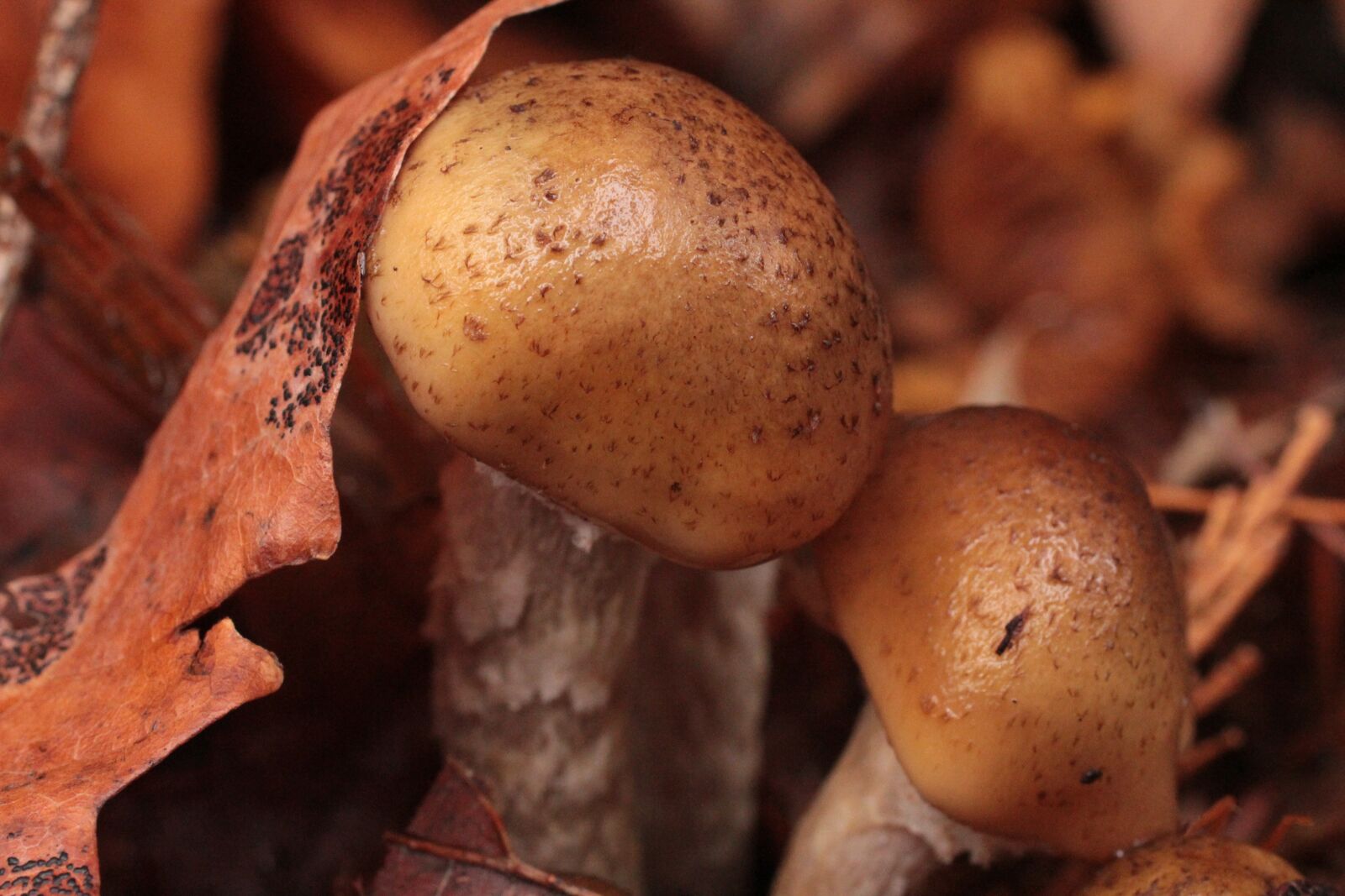 Canon EOS 60D sample photo. Mushroom, autumn, leaf photography