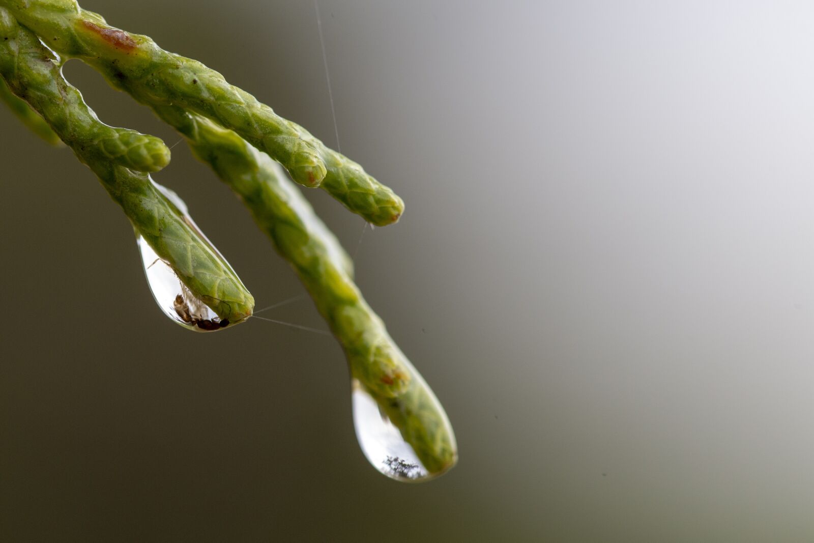 Nikon D600 sample photo. Drop, rain, water photography