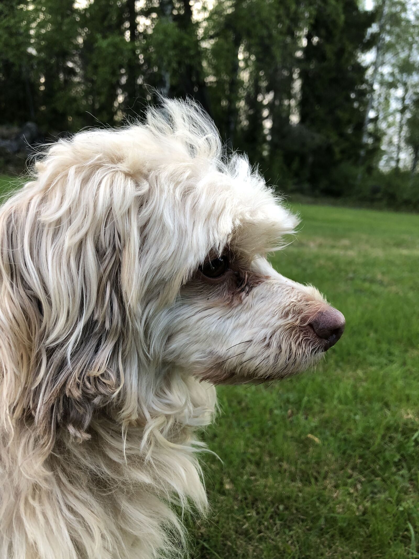 iPhone 8 back camera 3.99mm f/1.8 sample photo. Dog, bolonka, lapdog photography