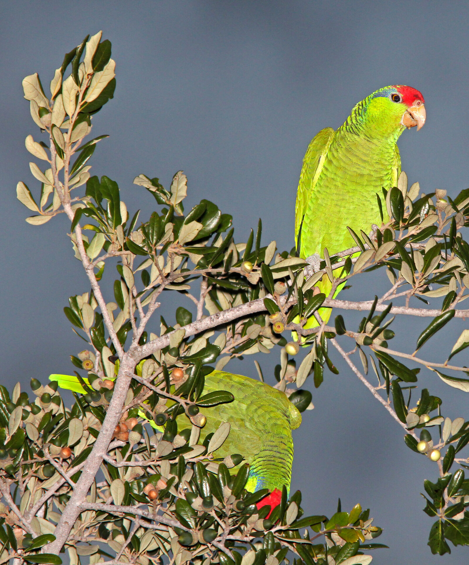 Canon EF 300mm F4L IS USM sample photo