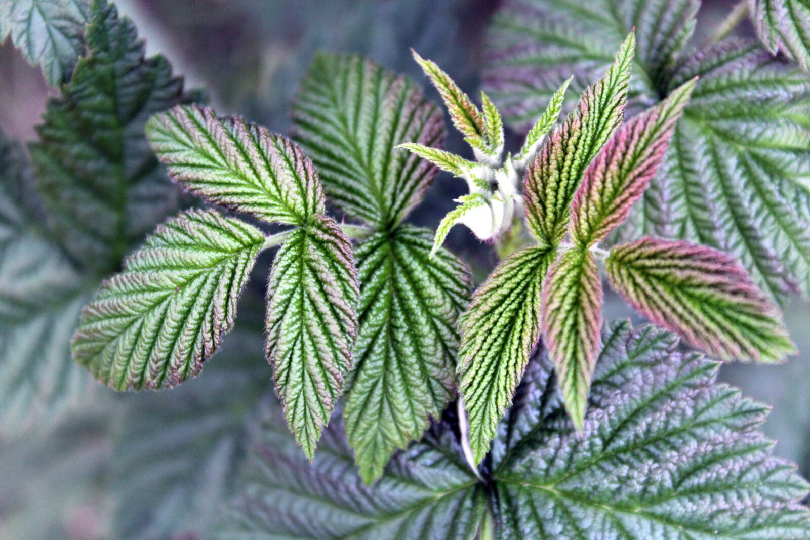 Canon EOS 1200D (EOS Rebel T5 / EOS Kiss X70 / EOS Hi) sample photo. Raspberries, foliage, plant photography