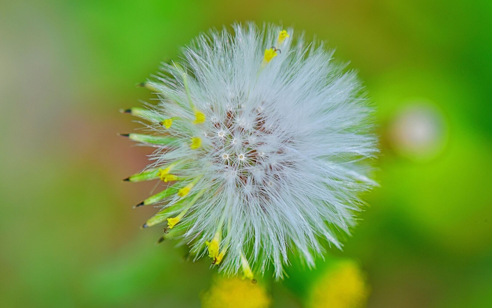 Nikon D5300 sample photo. Nature, flower, flowers photography