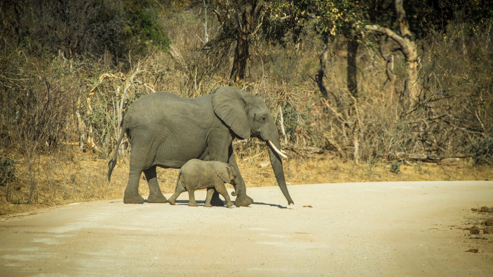 Canon EOS 650D (EOS Rebel T4i / EOS Kiss X6i) sample photo. Namibia, wildlife, africa photography