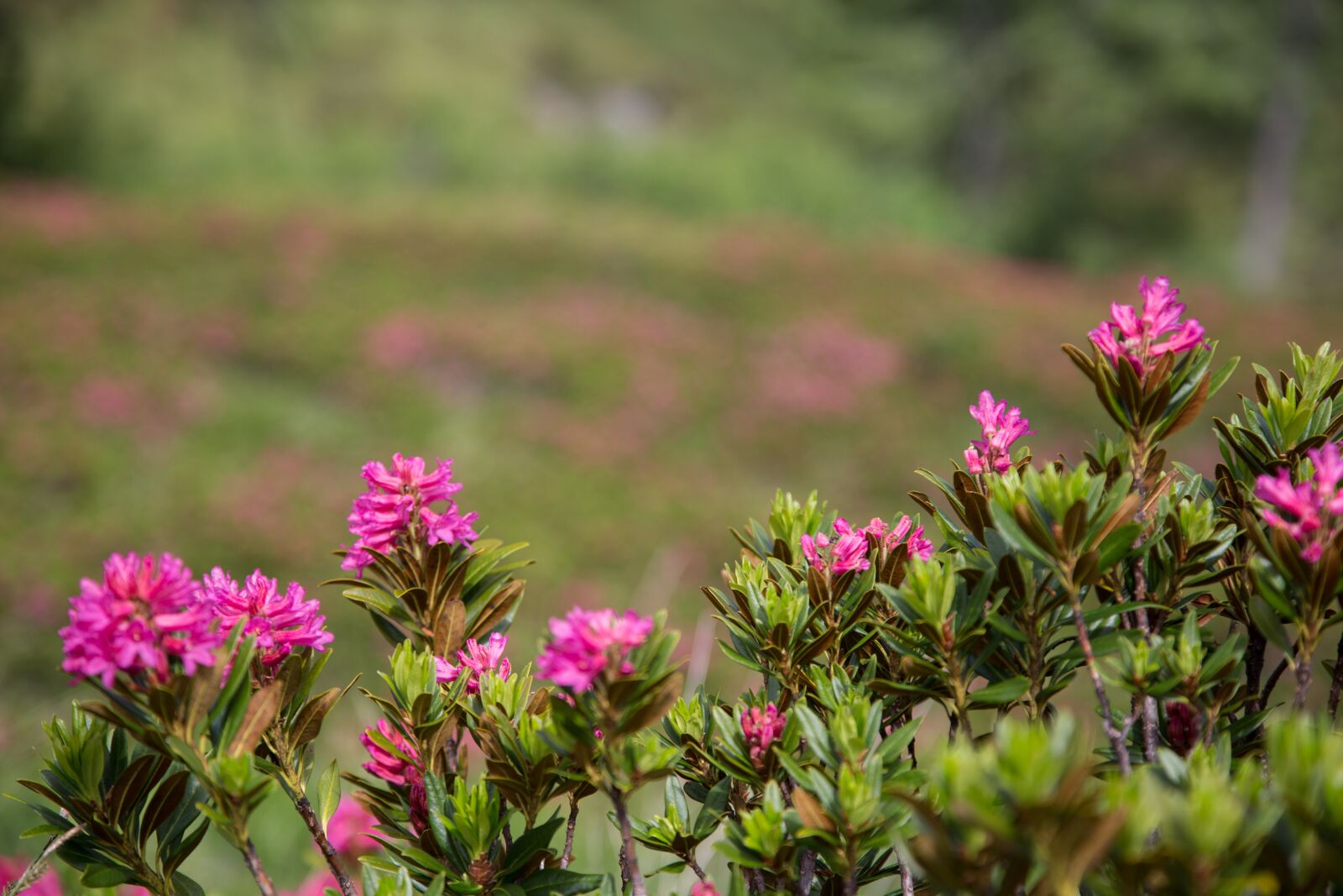 Canon EOS 6D + Canon EF 24-105mm F4L IS USM sample photo. Alpine roses, hiking, alpine photography