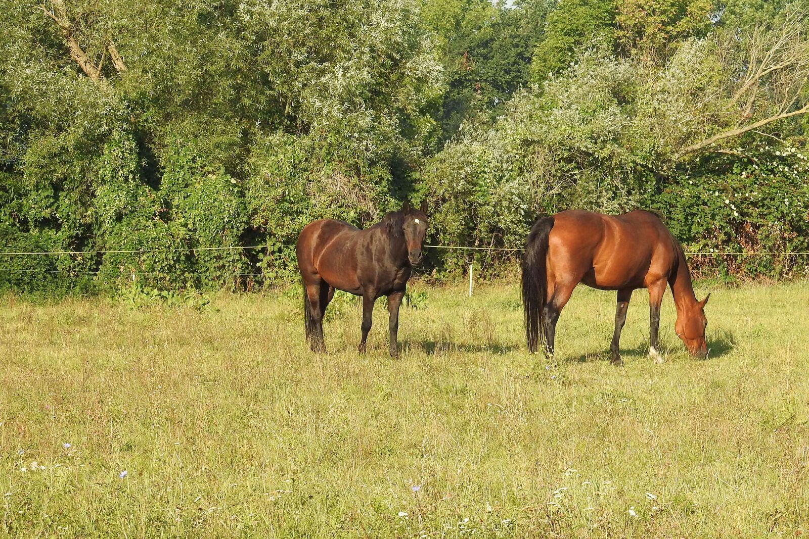 Nikon Coolpix P900 sample photo. Horses, pasture, trees photography