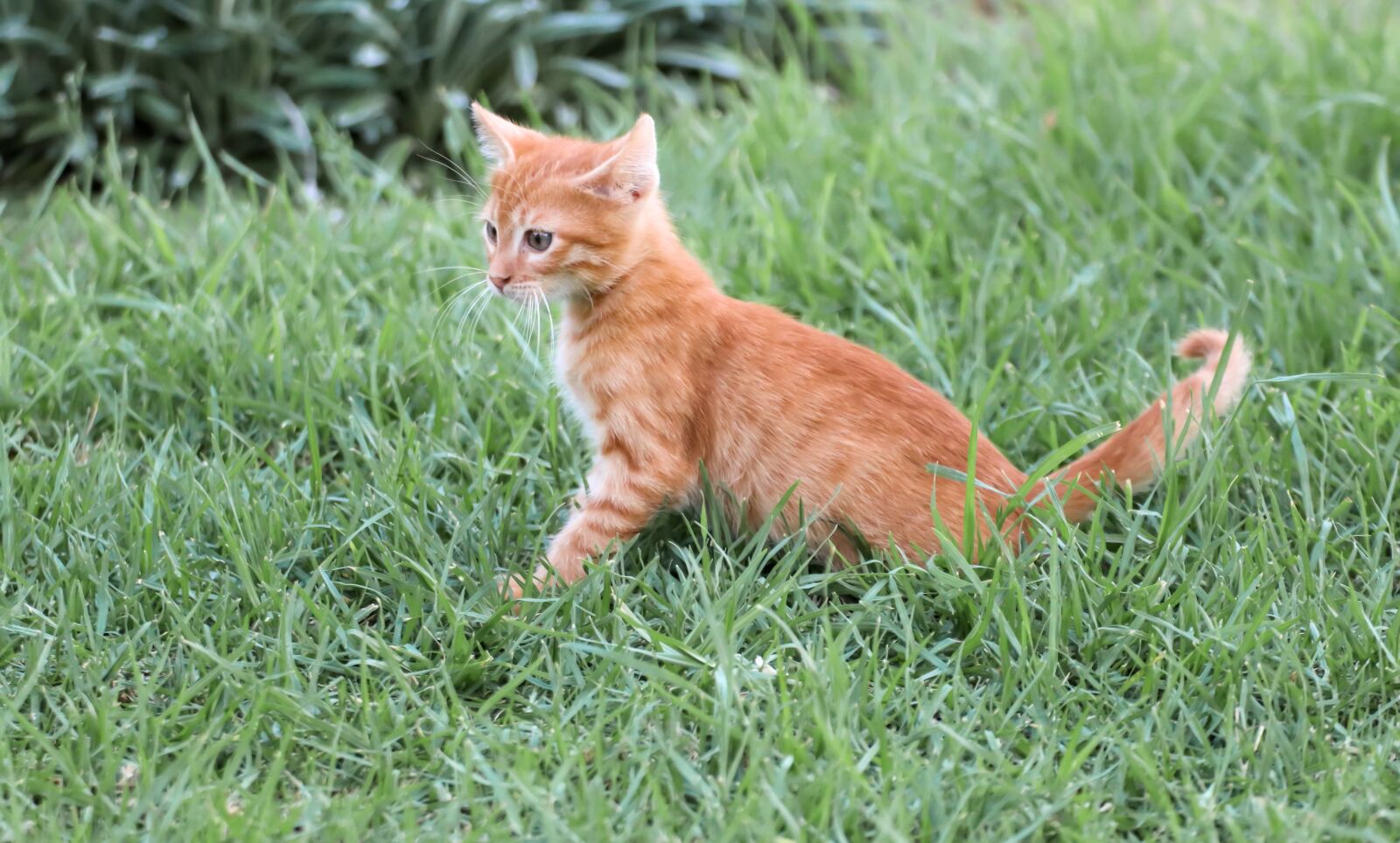 Canon EOS 200D (EOS Rebel SL2 / EOS Kiss X9) sample photo. Cat, small, red photography