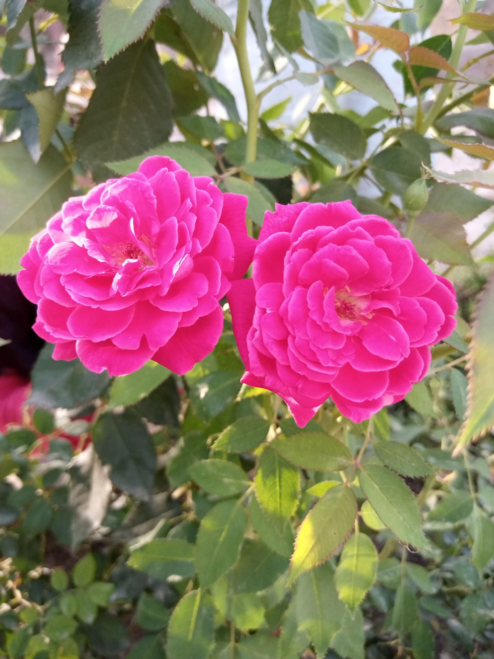 INFINIX MOBILITY LIMITED Infinix X650C sample photo. Red rose, natural, blooming photography