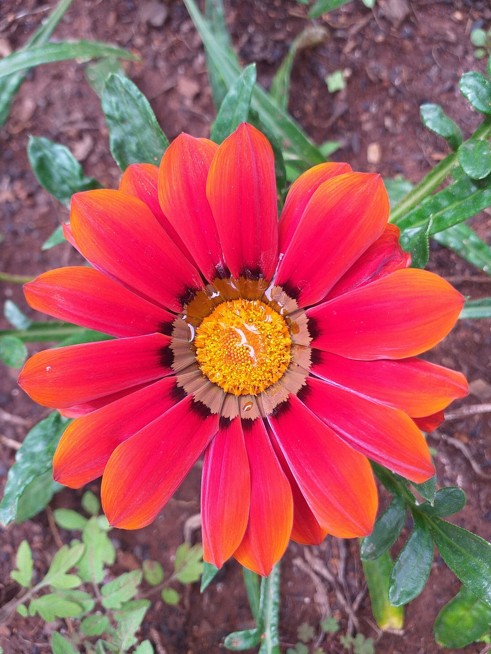 Samsung Galaxy J6+ sample photo. Flowers, red, garden photography