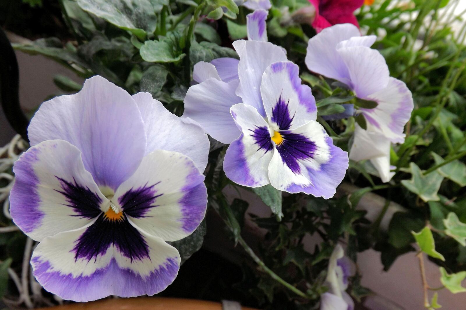 Fujifilm FinePix S4300 sample photo. Pansy, spring, blue photography