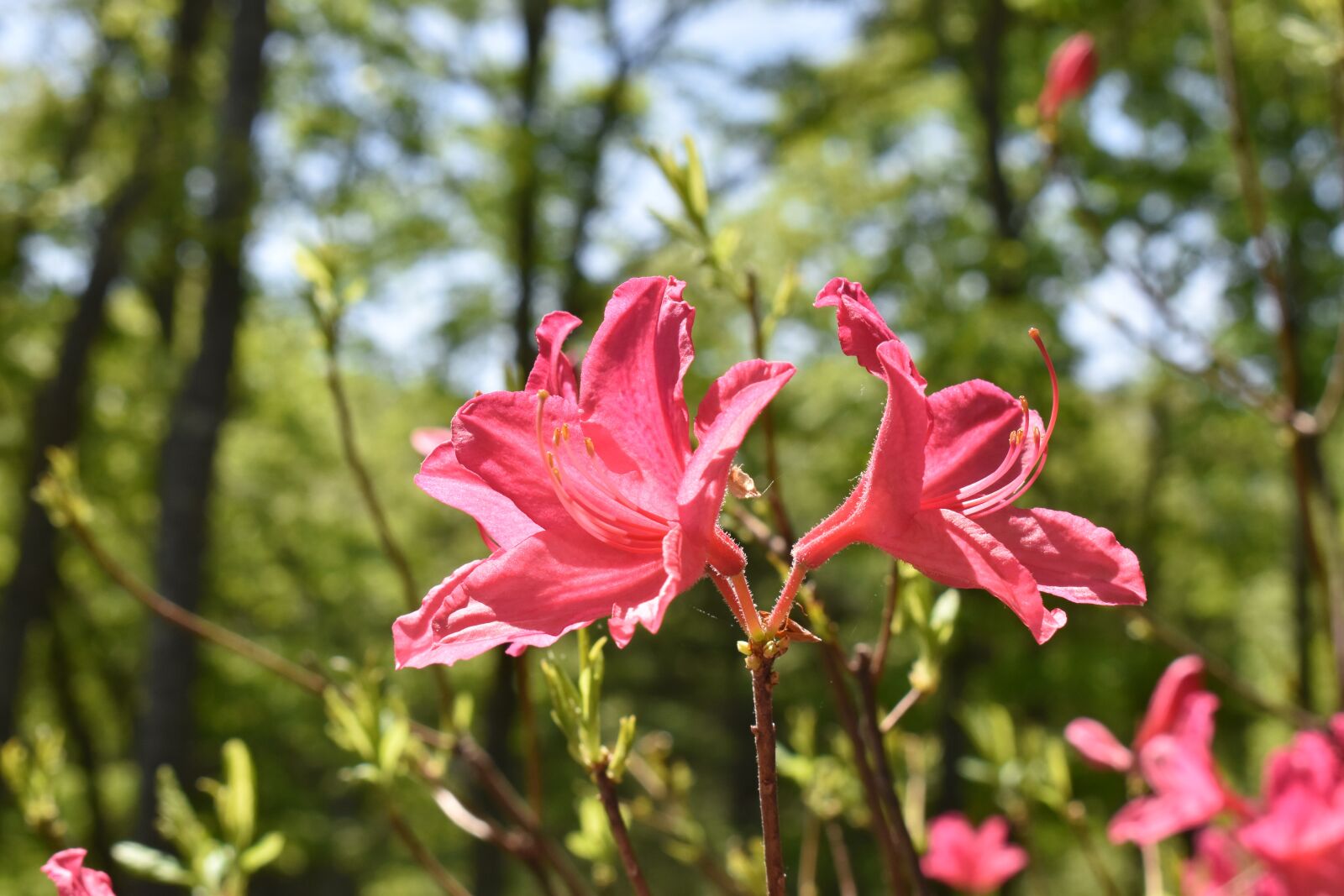 Nikon D5600 sample photo. Daylily, pink flower, nature photography