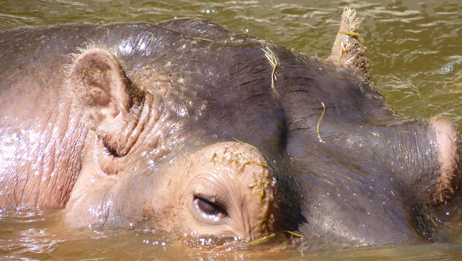 Panasonic Lumix DMC-FZ35 (Lumix DMC-FZ38) sample photo. Hippo, eyes, skin photography