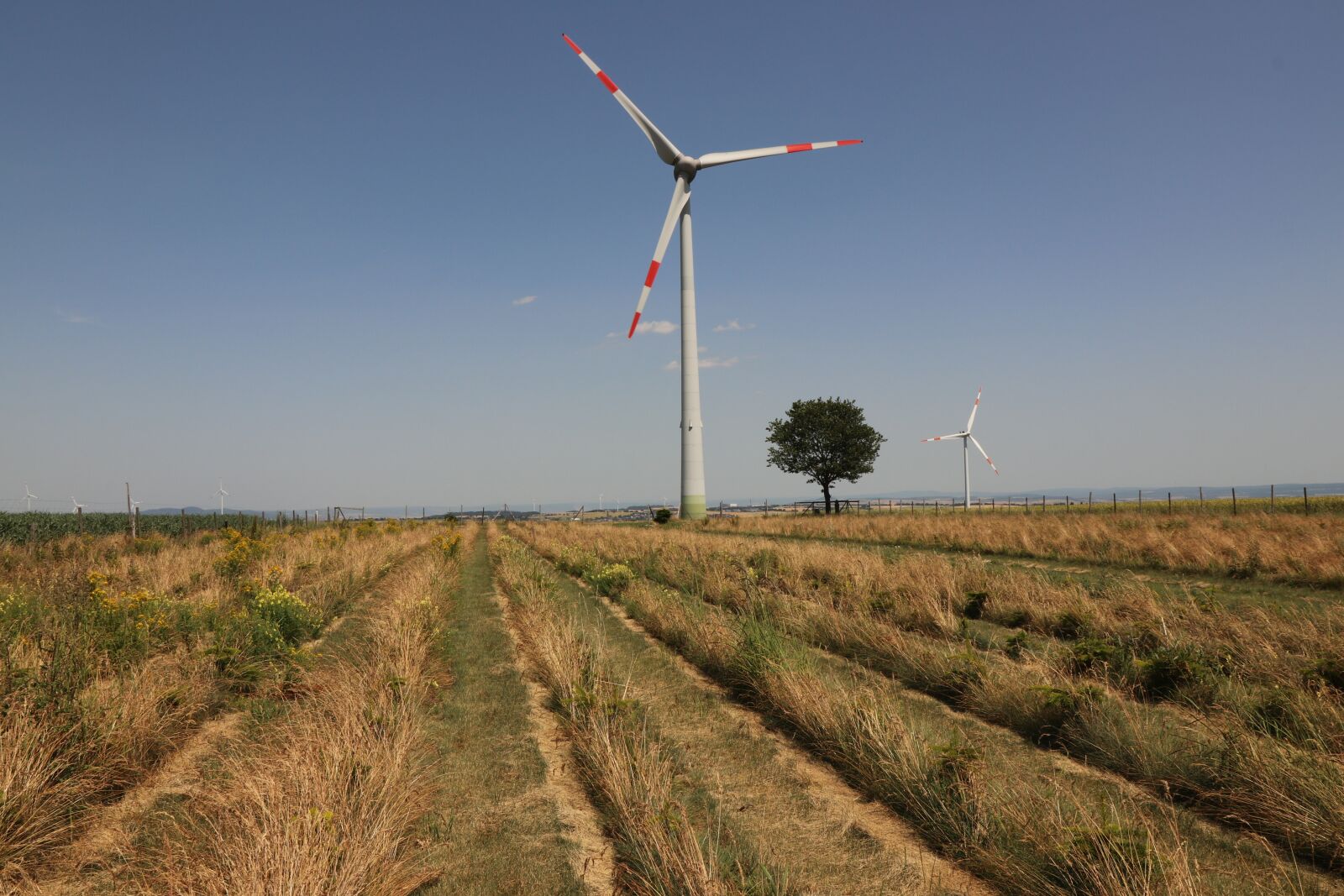Canon EOS 80D sample photo. Wind turbine, tree, field photography