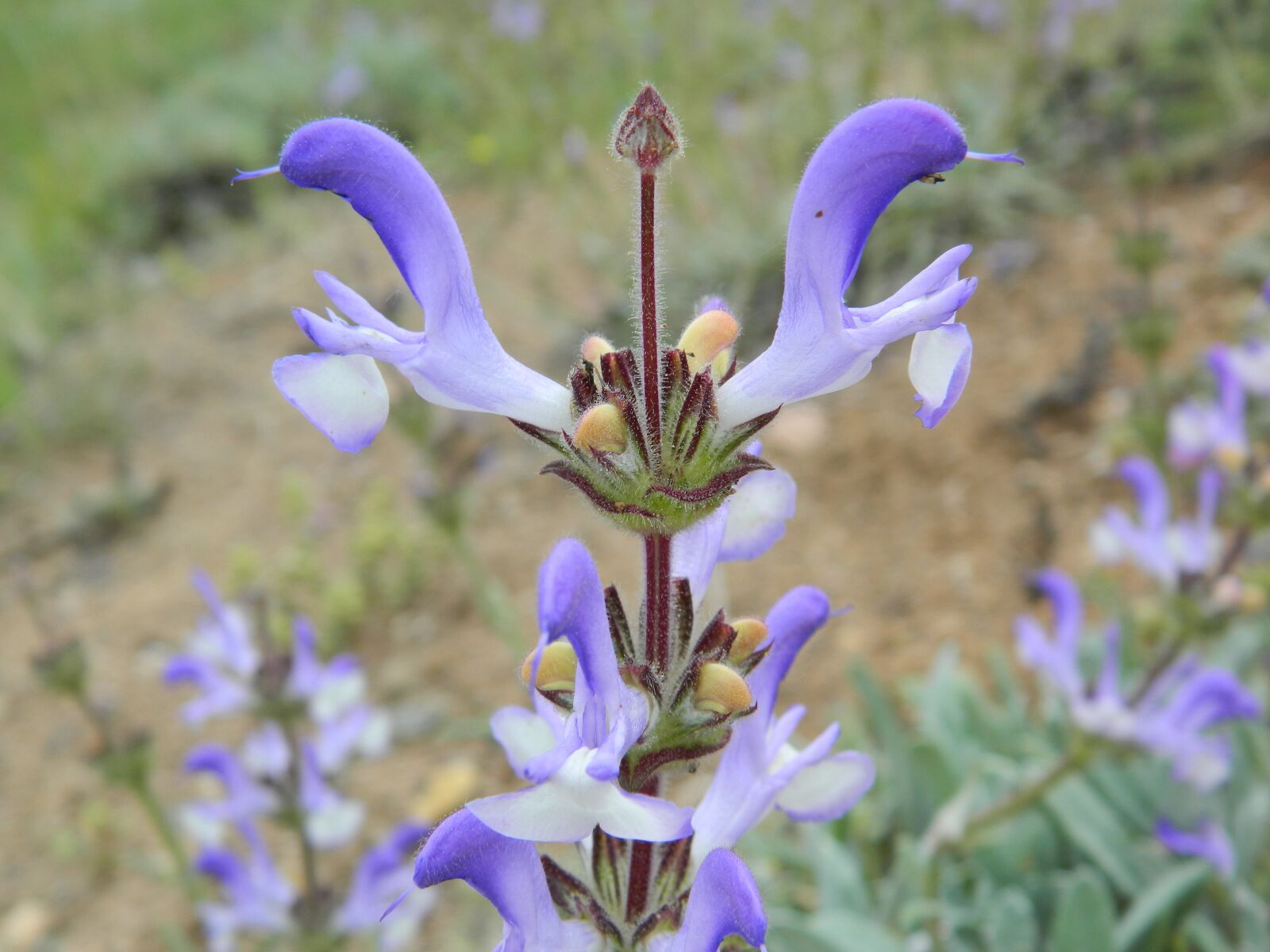 Nikon COOLPIX L310 sample photo. Wild chichewa, herbaceous, beautiful photography