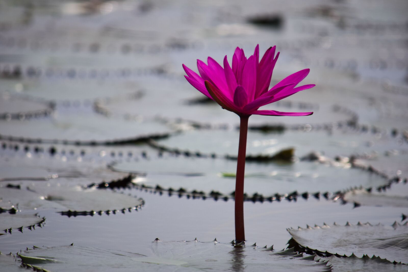 Nikon D5300 sample photo. Water lilies, flower, bangladesh photography