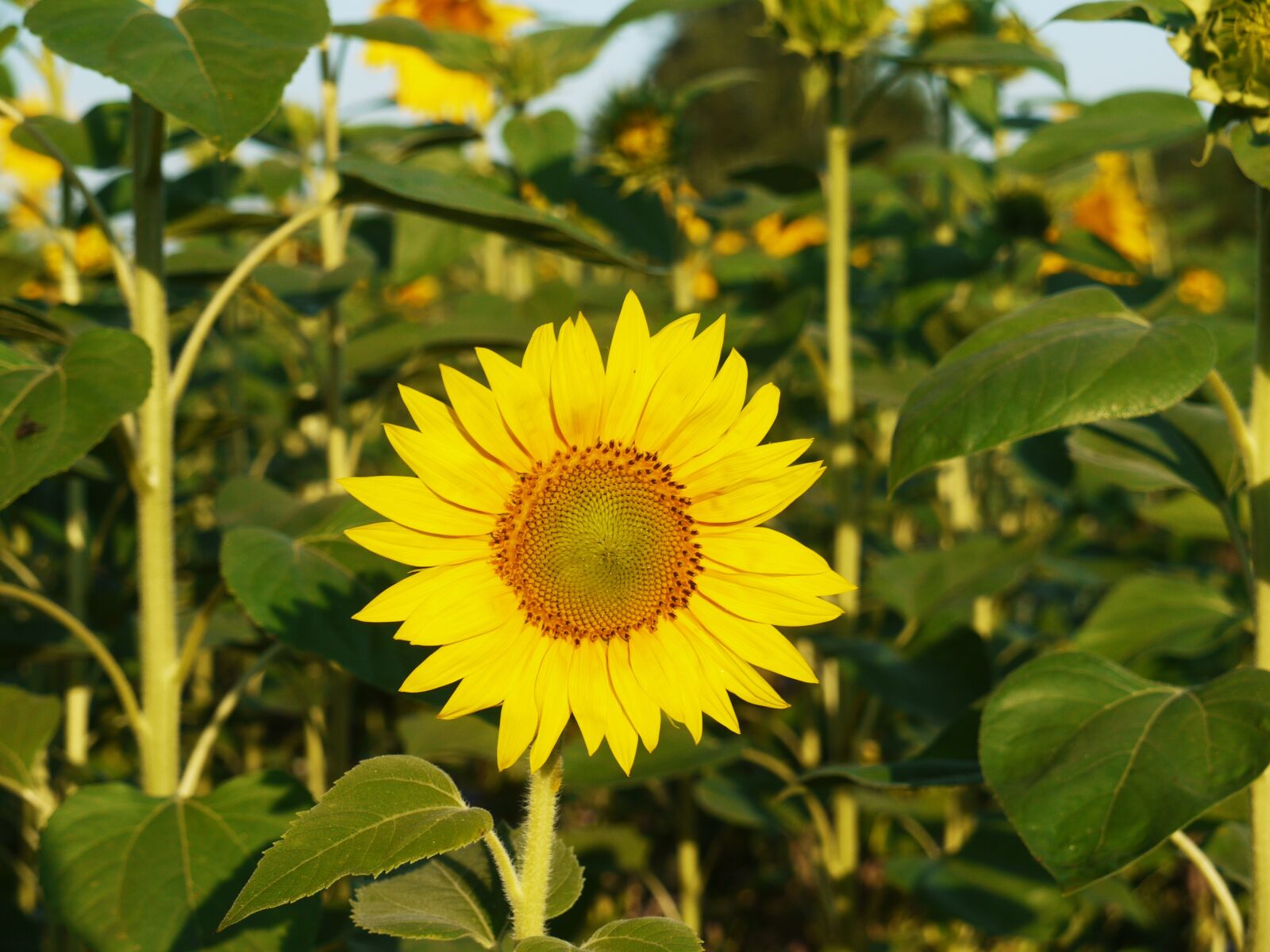 Panasonic Lumix DMC-G1 sample photo. Sunflower, blossom, bloom photography
