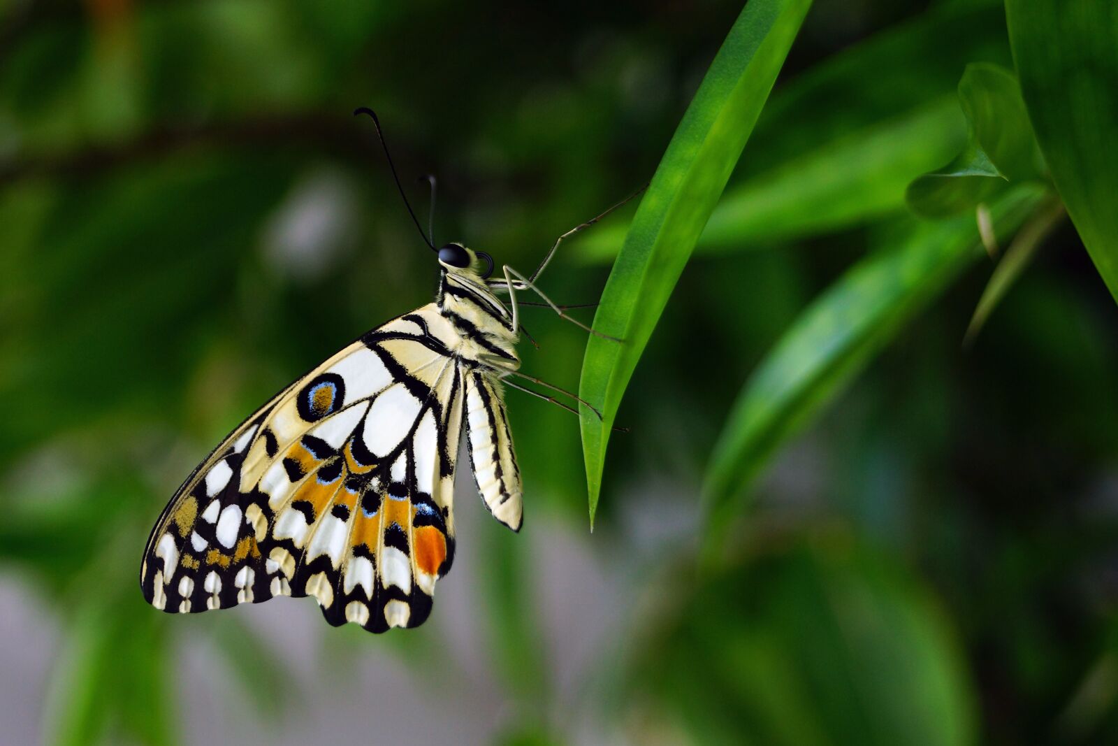 Sony SLT-A65 (SLT-A65V) sample photo. Butterfly, insert, nature photography