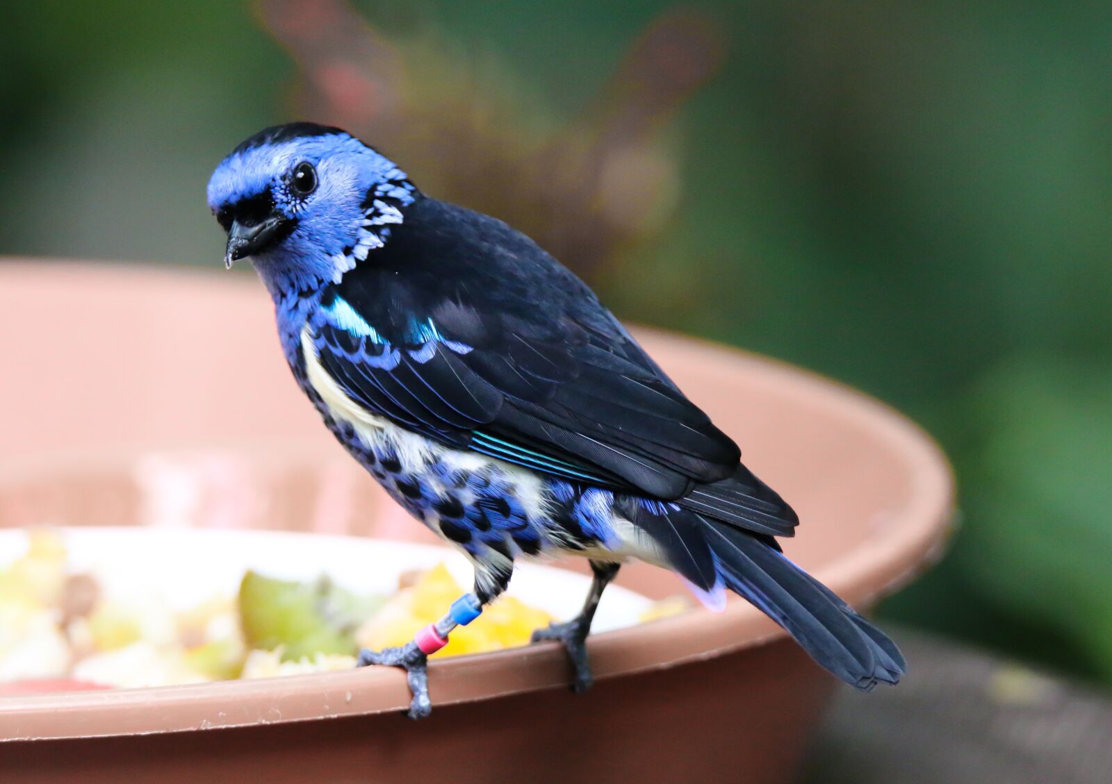 Tamron SP 150-600mm F5-6.3 Di VC USD sample photo. Animal world, bird, turquoise-tangare photography