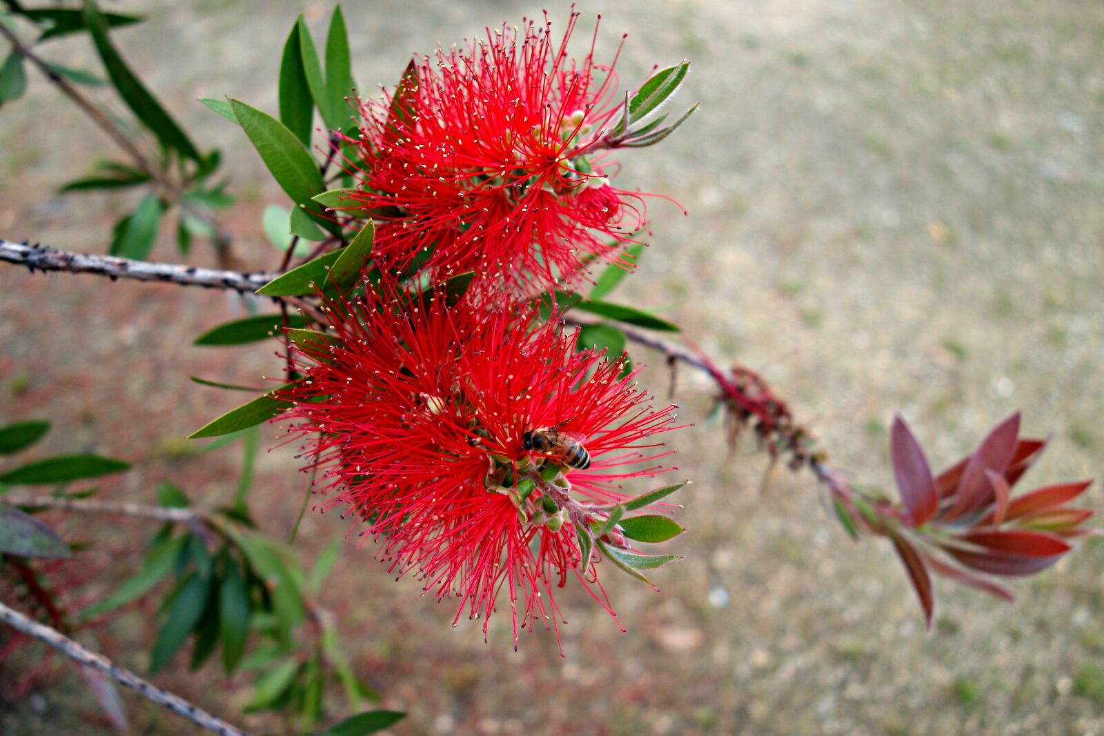 Sony Cyber-shot DSC-RX100 sample photo. Flower, red flower, spiky photography