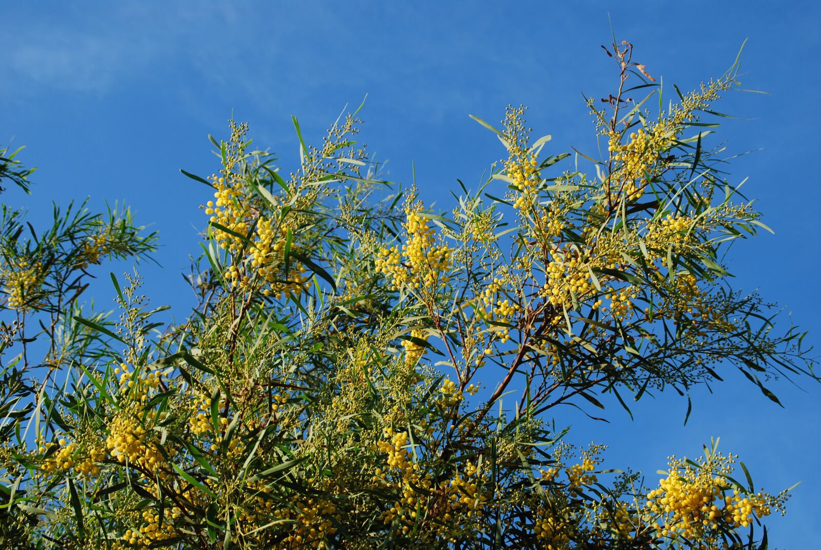 Nikon D60 sample photo. Broom, yellow, gorse blossom photography
