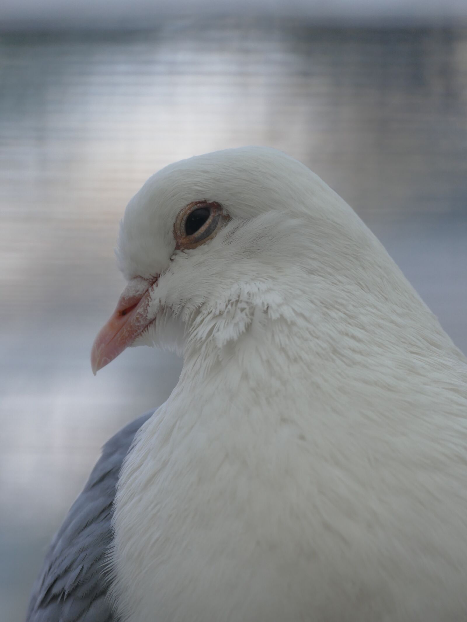 Panasonic Lumix DMC-FZ1000 sample photo. Tired, dove, dormant photography