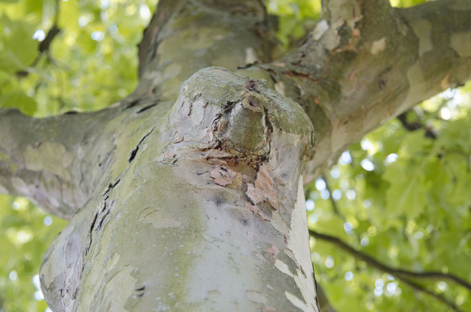 Nikon D7000 sample photo. Tree, forest, branch branches photography