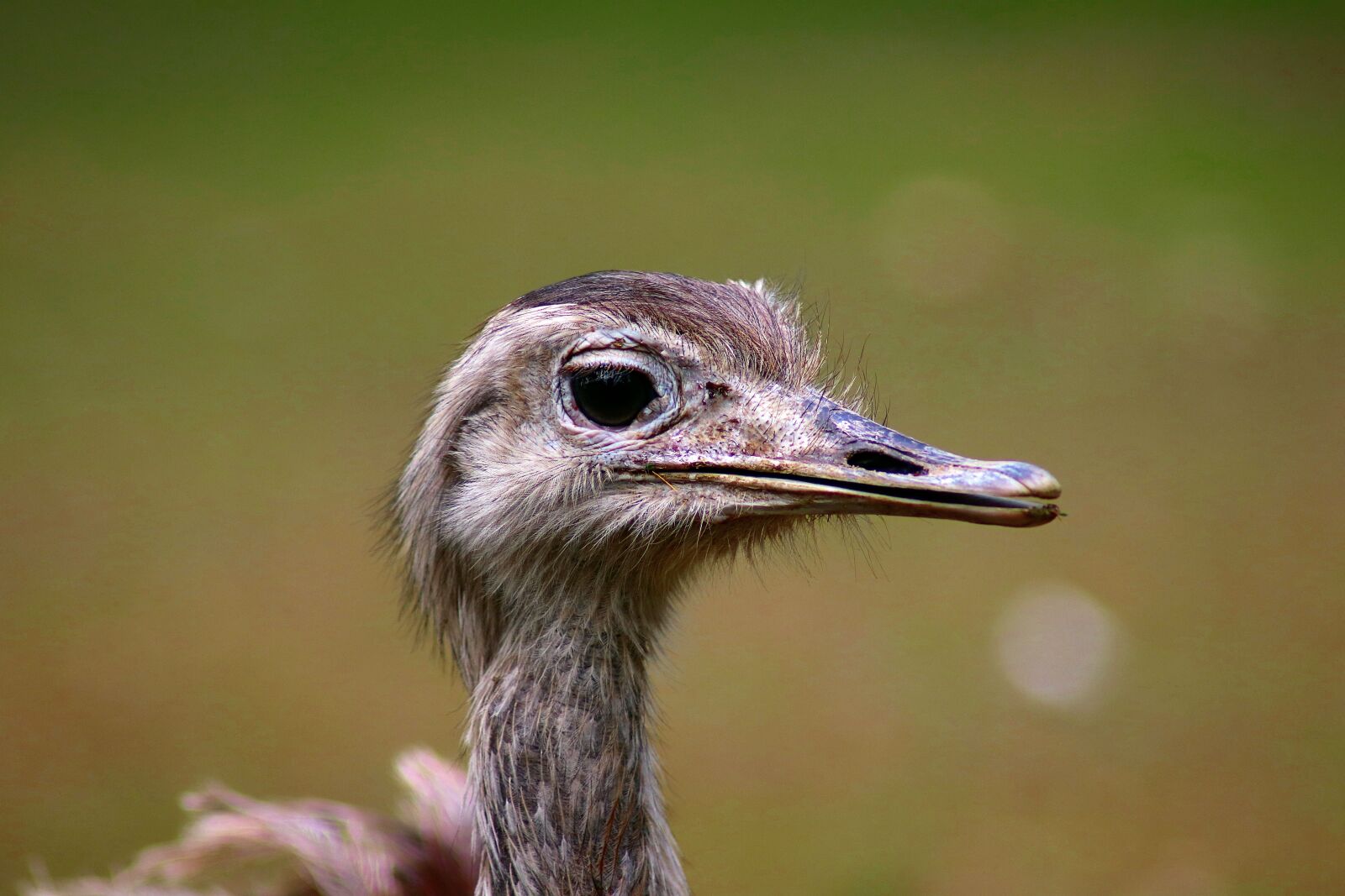 Canon EOS 77D (EOS 9000D / EOS 770D) sample photo. Animal, bird, nature photography
