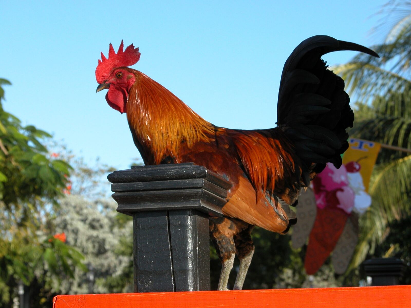 Nikon E5700 sample photo. Rooster, bird, standing photography