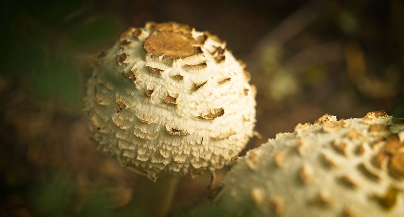 Sony FE 90mm F2.8 Macro G OSS sample photo. Mushroom, fungus, nature photography