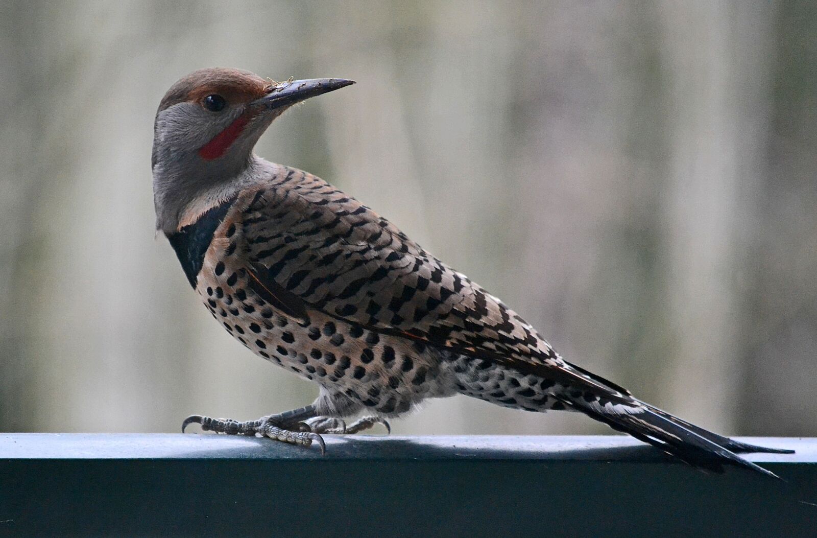 Nikon D3100 sample photo. Woodpecker, bird, jay photography