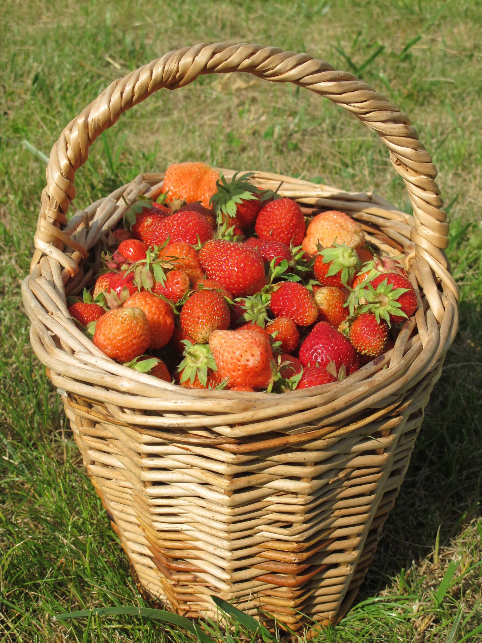 Canon PowerShot G11 sample photo. Strawberry, summer, dacha photography