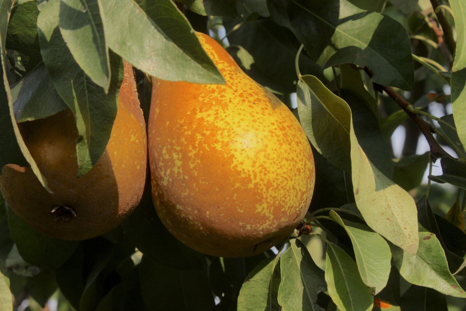 Canon EOS 500D (EOS Rebel T1i / EOS Kiss X3) sample photo. Pears, fruit, pear tree photography