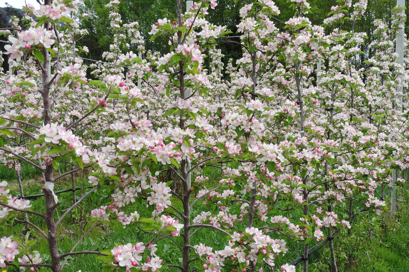 Nikon Coolpix P520 sample photo. Apple blossom, tree, plant photography