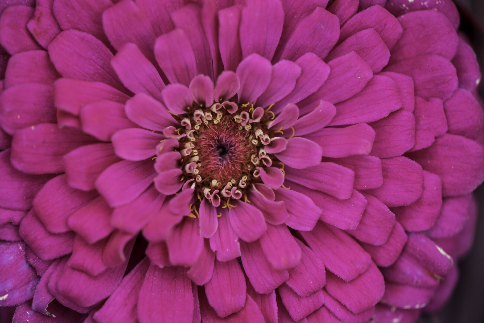 Nikon D750 sample photo. Flower, bloom, petals photography