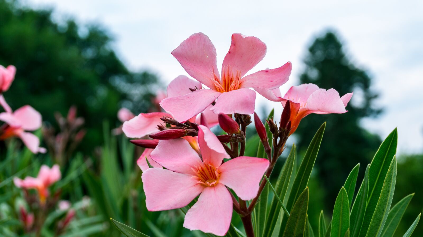Sony Alpha a5000 (ILCE 5000) sample photo. Flowers, plant, nature photography