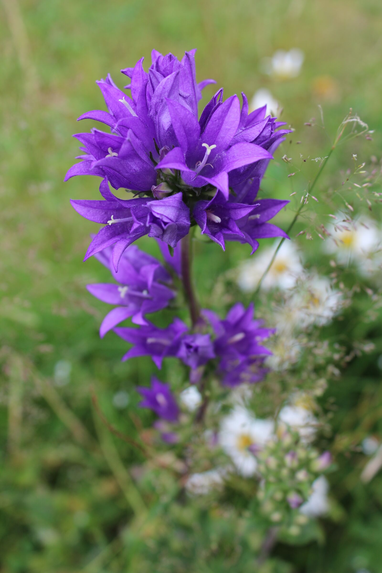 Canon EOS 600D (Rebel EOS T3i / EOS Kiss X5) sample photo. Bellflower, pointed flower, flower photography